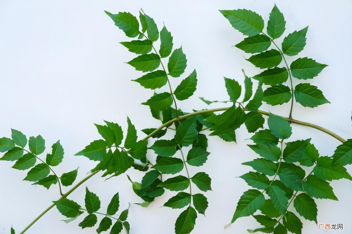 这5点对比一下子就分辨清楚 炮仗花和凌霄花的区别图片