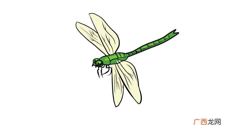 先画出蜻蜓的头、身子、尾巴以及细细的脚 蜻蜓简笔画
