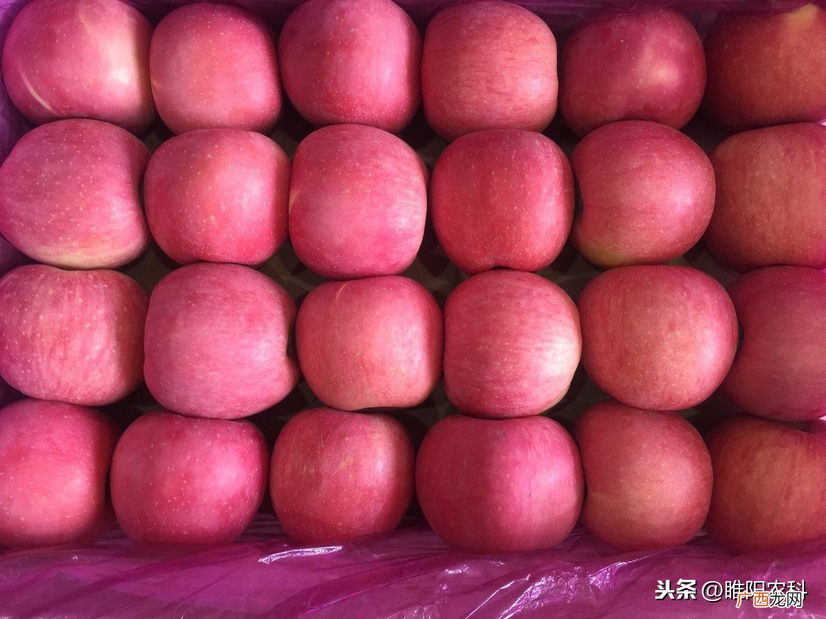 冷库苹果的储存方法 冷库苹果用什么保鲜剂保存好用
