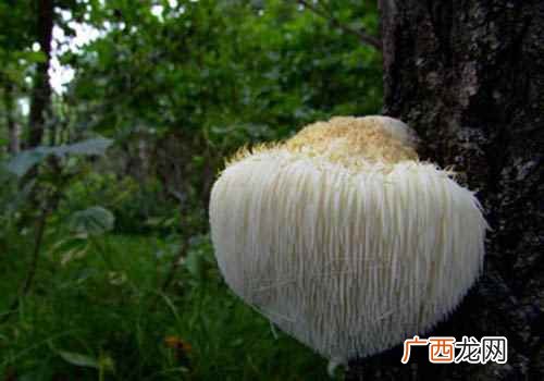 猴头菇的功效与作用及禁忌症 猴头菇的功效与作用及禁忌