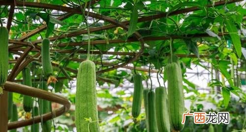 老丝瓜还可以做什么用食用篇 丝瓜怎么挑嫩的新鲜的