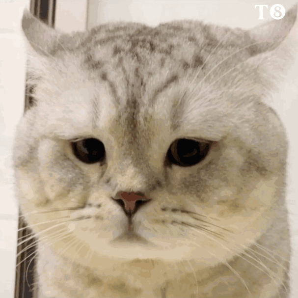 猫咪得了猫鼻支会有这些特征！ 猫鼻支是什么症状