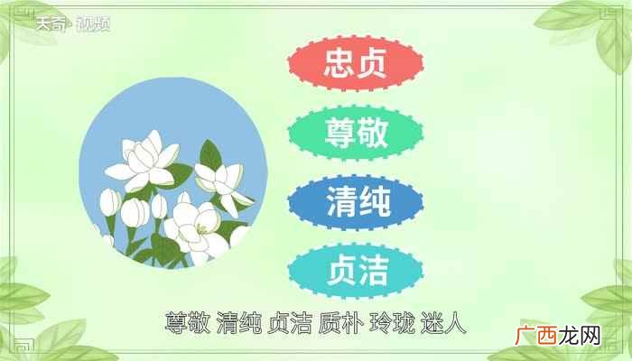 茉莉花的花语是忠贞、尊敬、清纯、贞洁、质朴、玲珑、迷人 茉莉花花语