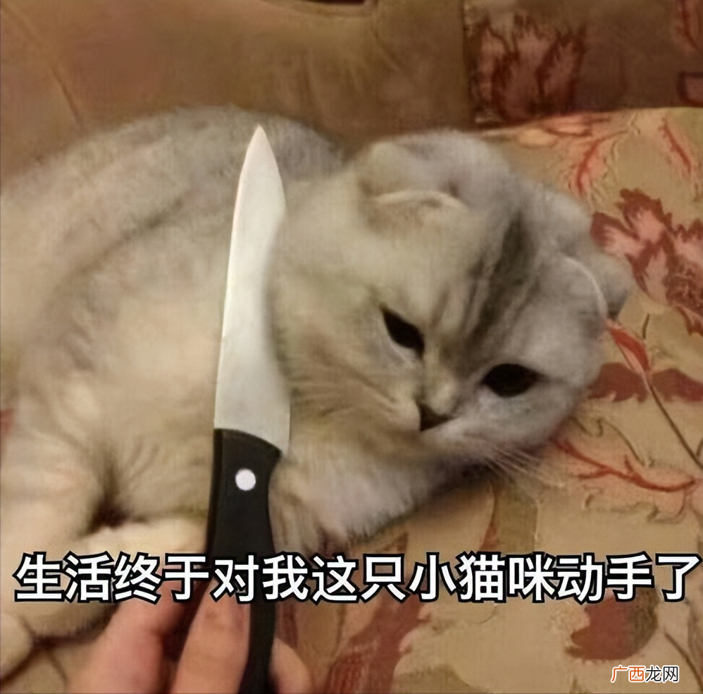 再生气，也不能打猫，告诉你为啥 猫可以打吗