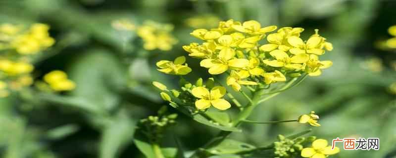 油菜花可以吃的哪一部分 油菜花可以吃吗