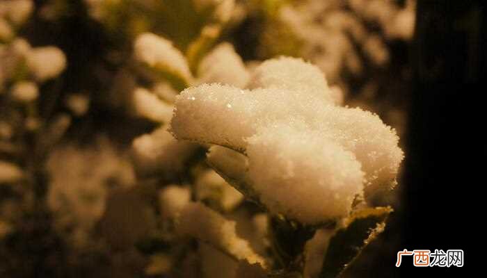 梦见雨夹雪