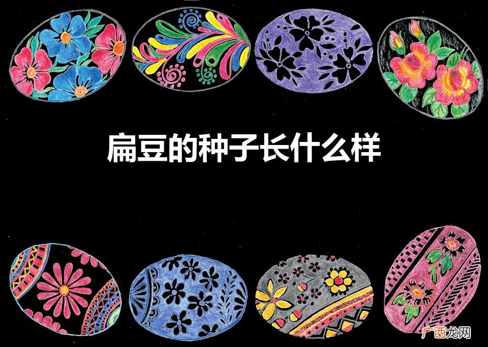 扁豆的种子长什么样（扁豆种子长什么样子,颜色,大小等)