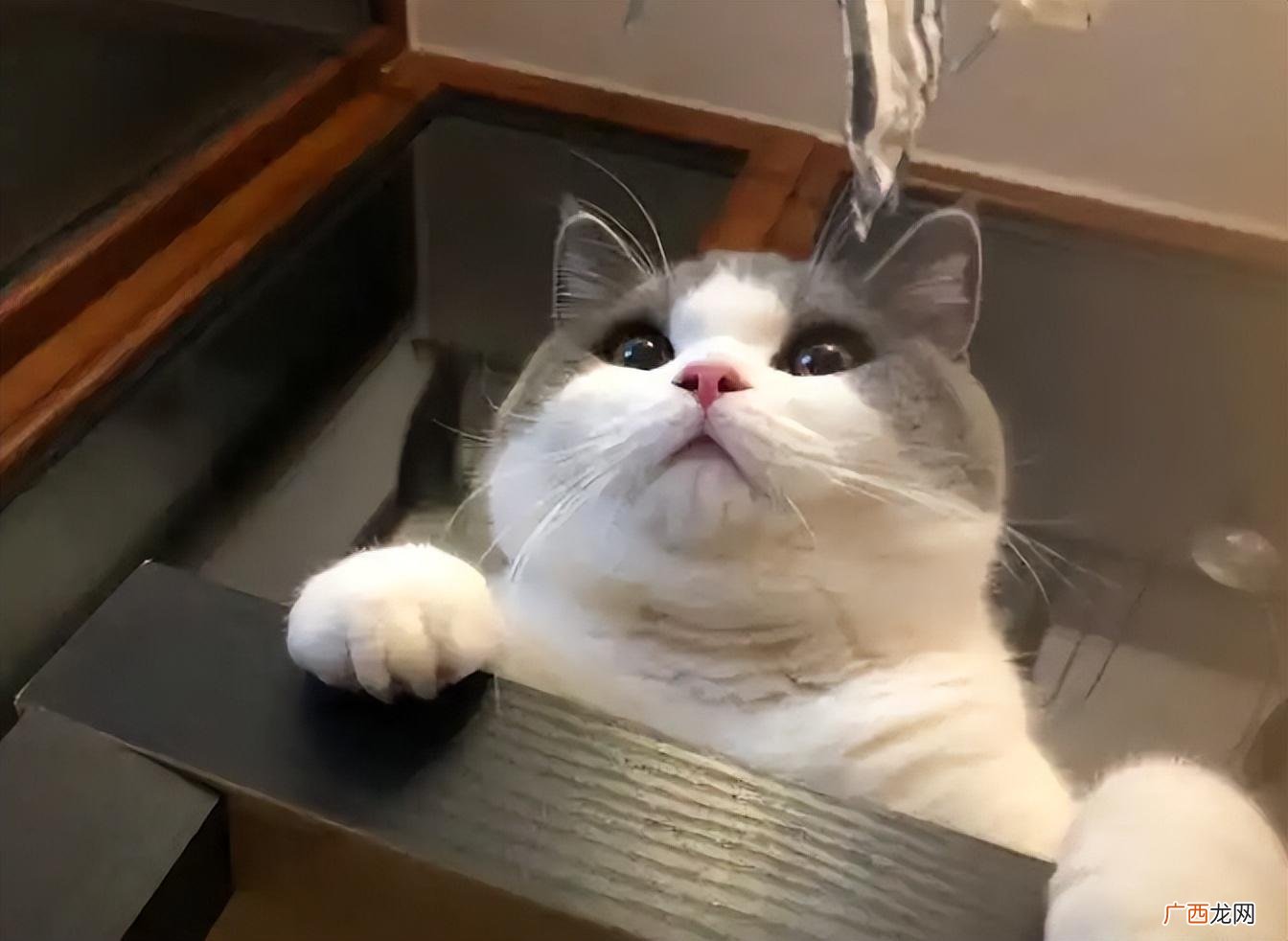 猫咪洗澡篇：别让你的无知害了它 猫咪洗澡水温度一般多少度