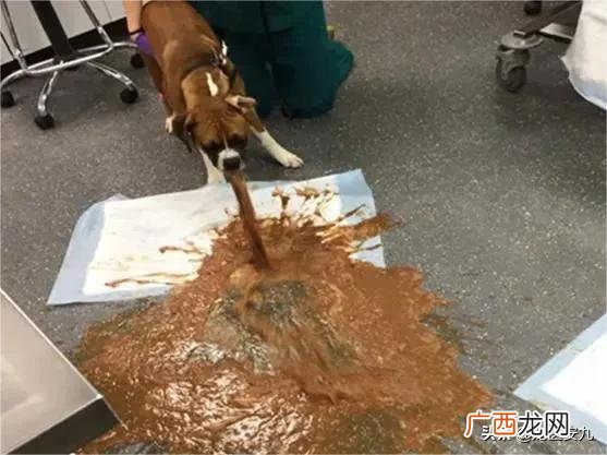 狗狗误食巧克力怎么催吐 狗狗吃了巧克力怎么办