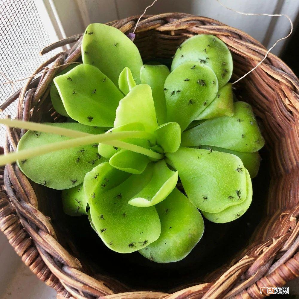 消灭花盆里小黑虫的最好方法 花里的小飞虫怎么消灭小窍门