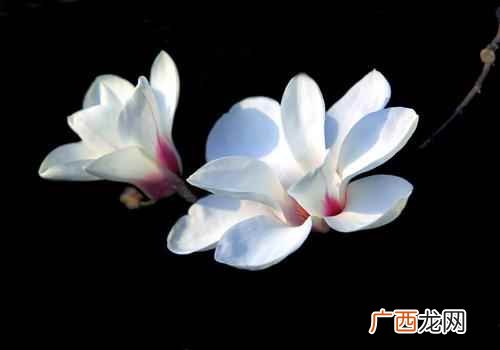 什么颜色的玉兰花能吃 玉兰花能吃吗,什么颜色的玉兰花能吃