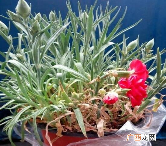 康乃馨叶子尖黄补救方法 康乃馨叶子发黄干枯怎么办