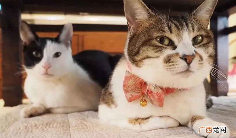 家里养猫要注意些什么 养猫的好处和坏处