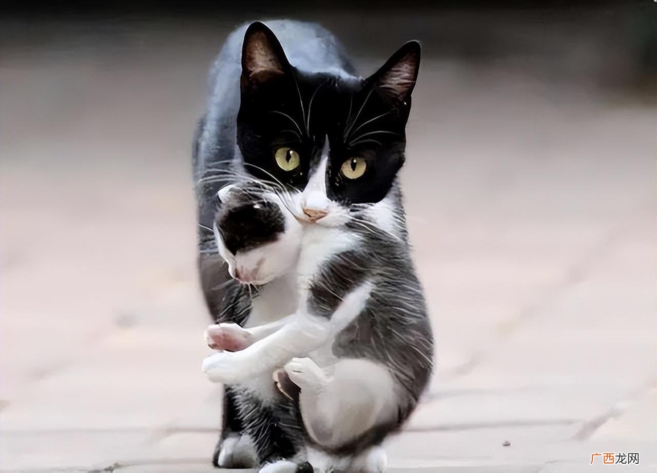 是因为信任你？那你就错了 母猫总把小猫到处叼