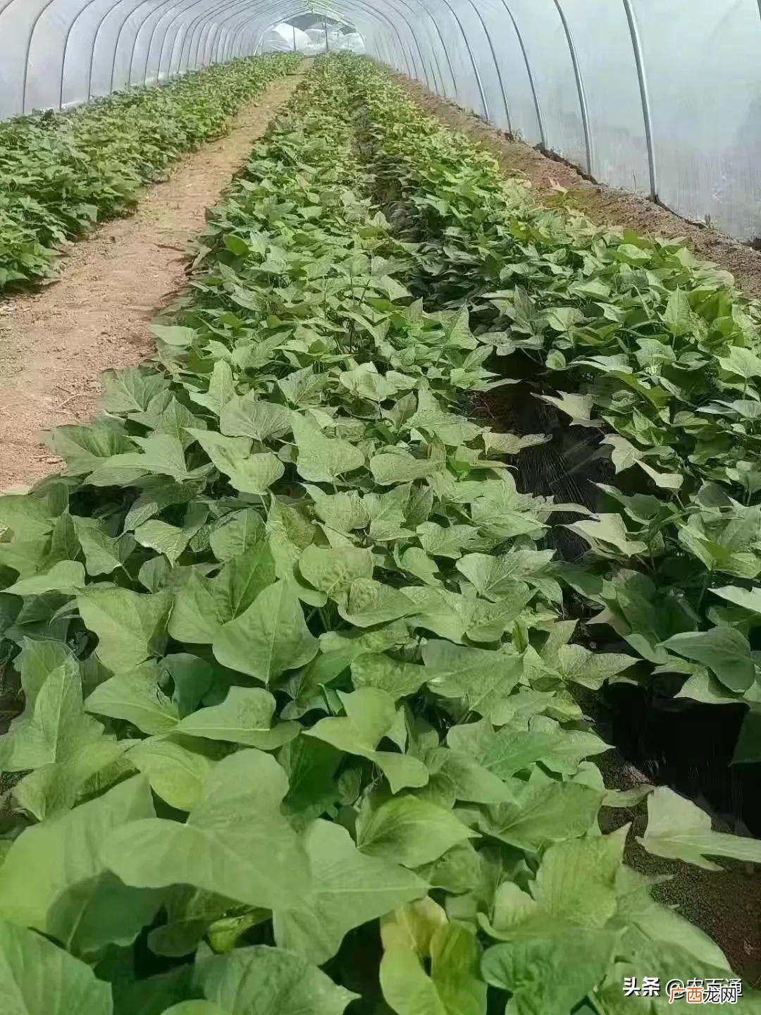 红薯苗什么时候种植怎么种植 红薯育苗时间和方法
