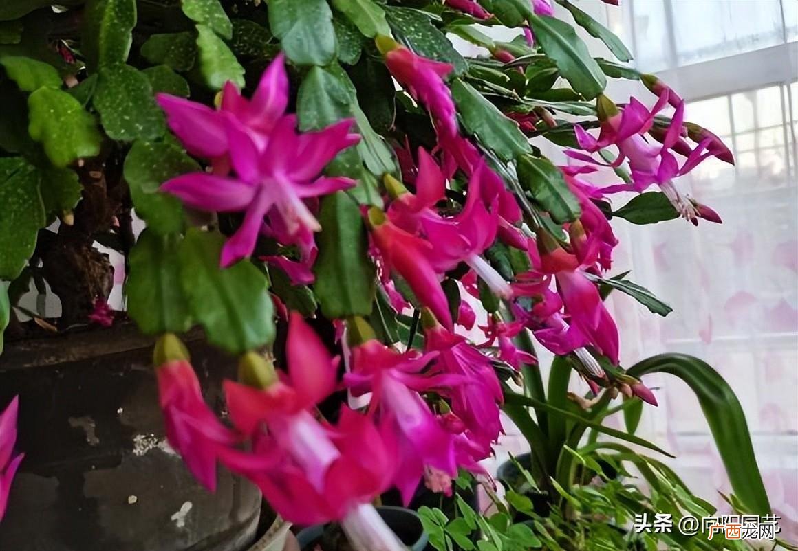 家庭养花，蟹爪兰最合适！ 蟹爪兰好养吗