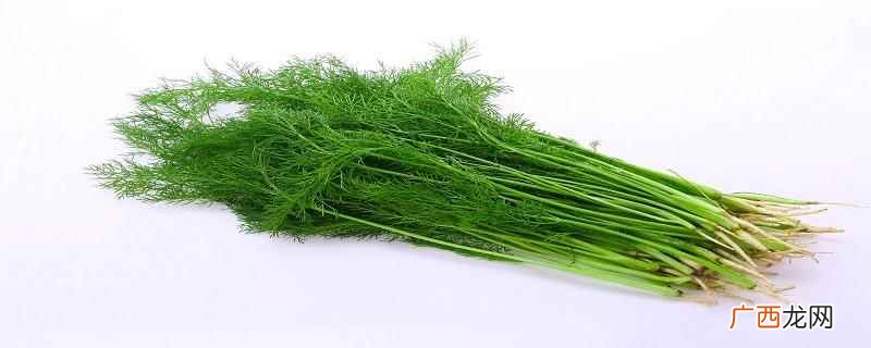 小茴香几月份种最好 小茴香几月份吃比较好吃