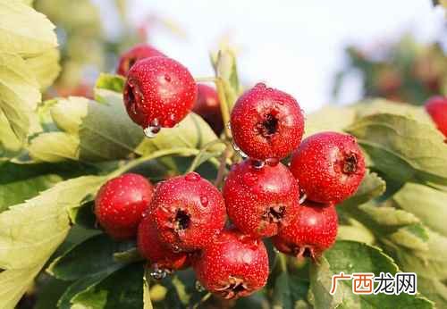 山楂的功效与作用禁忌及食用方法 山楂的功效与作用