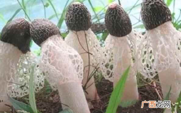 竹荪该如何泡发 竹荪如何泡发