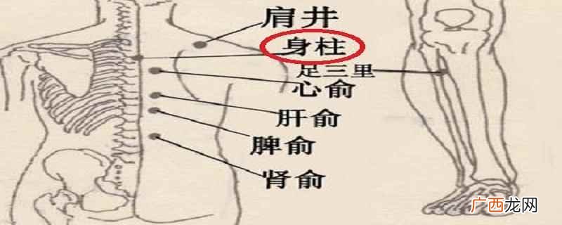 身柱穴名解析身体的意思 身柱的准确位置图视频,身柱的功效与作用
