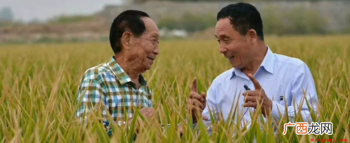杂交水稻是以高产为主要目标的品种,就不要指望它很好吃