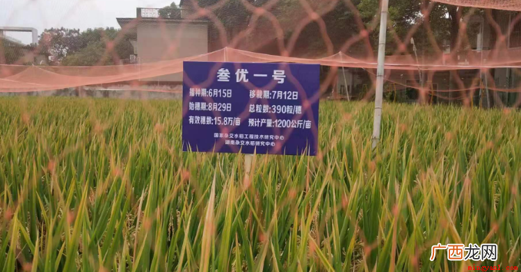 杂交水稻是以高产为主要目标的品种,就不要指望它很好吃