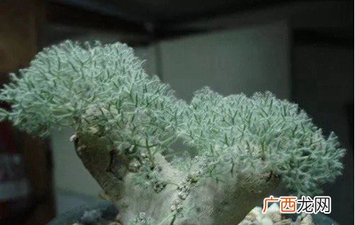 第一名价格高到无法想象 十大最贵多肉排行榜