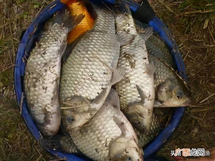现在野钓鲫鱼用什么饵料上钩最快 钓鲫鱼什么饵料最好用