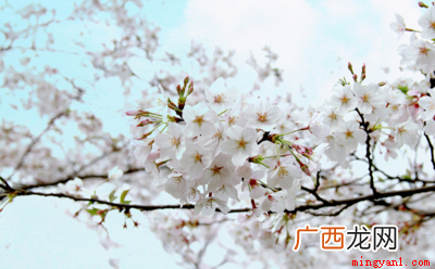 人间最美四月天没有固定的下一句,会接不负春光和时行