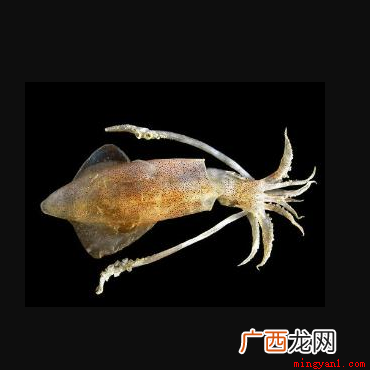 不属于鱿鱼,也称柔鱼、枪乌贼,是软体动物门 鱿鱼属于鱼类吗