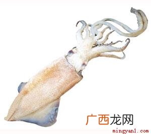 不属于鱿鱼,也称柔鱼、枪乌贼,是软体动物门 鱿鱼属于鱼类吗