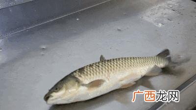 被国人公认的4种王牌淡水鱼 四大淡水鱼分别是什么