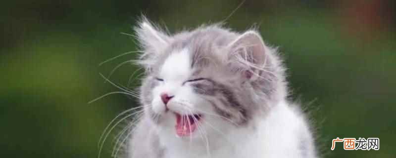 鼻涕虫吃猫粮的原因 鼻涕虫为什么吃猫粮