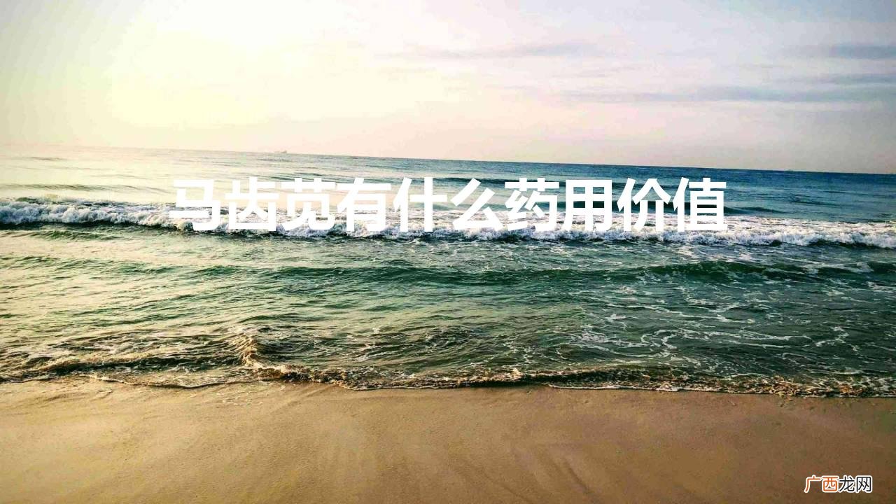 马齿苋有什么药用价值