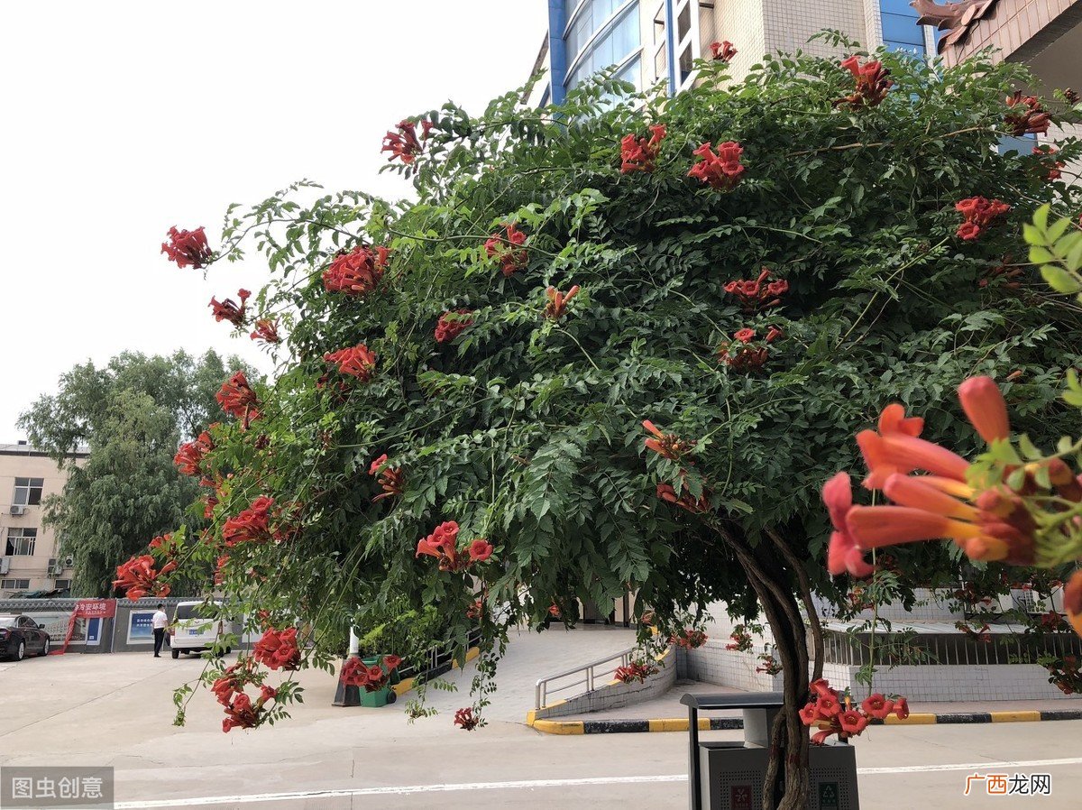 凌霄花的寓意象征 凌霄花什么时候开花