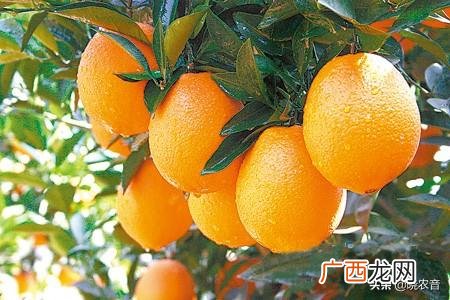 详细介四川南充的8大特产 四川南充特产有哪些