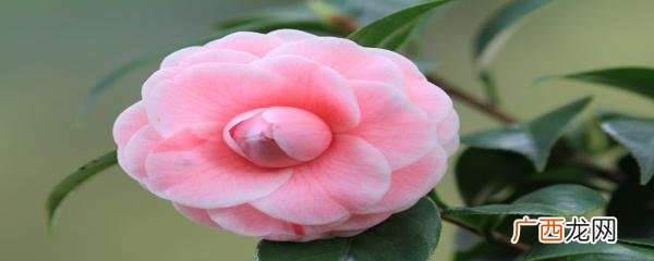 茶花树施什么肥料最好 茶花用什么肥料好