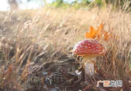 对妇女更年期综合征也可起调理作用 吃菌菇类有什么好处
