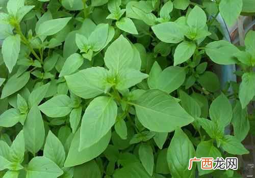 荆芥的功效与作用点 荆芥的功效与作用