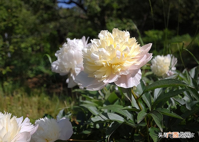 芍药牡丹有什么区别 芍药牡丹的区别有哪些