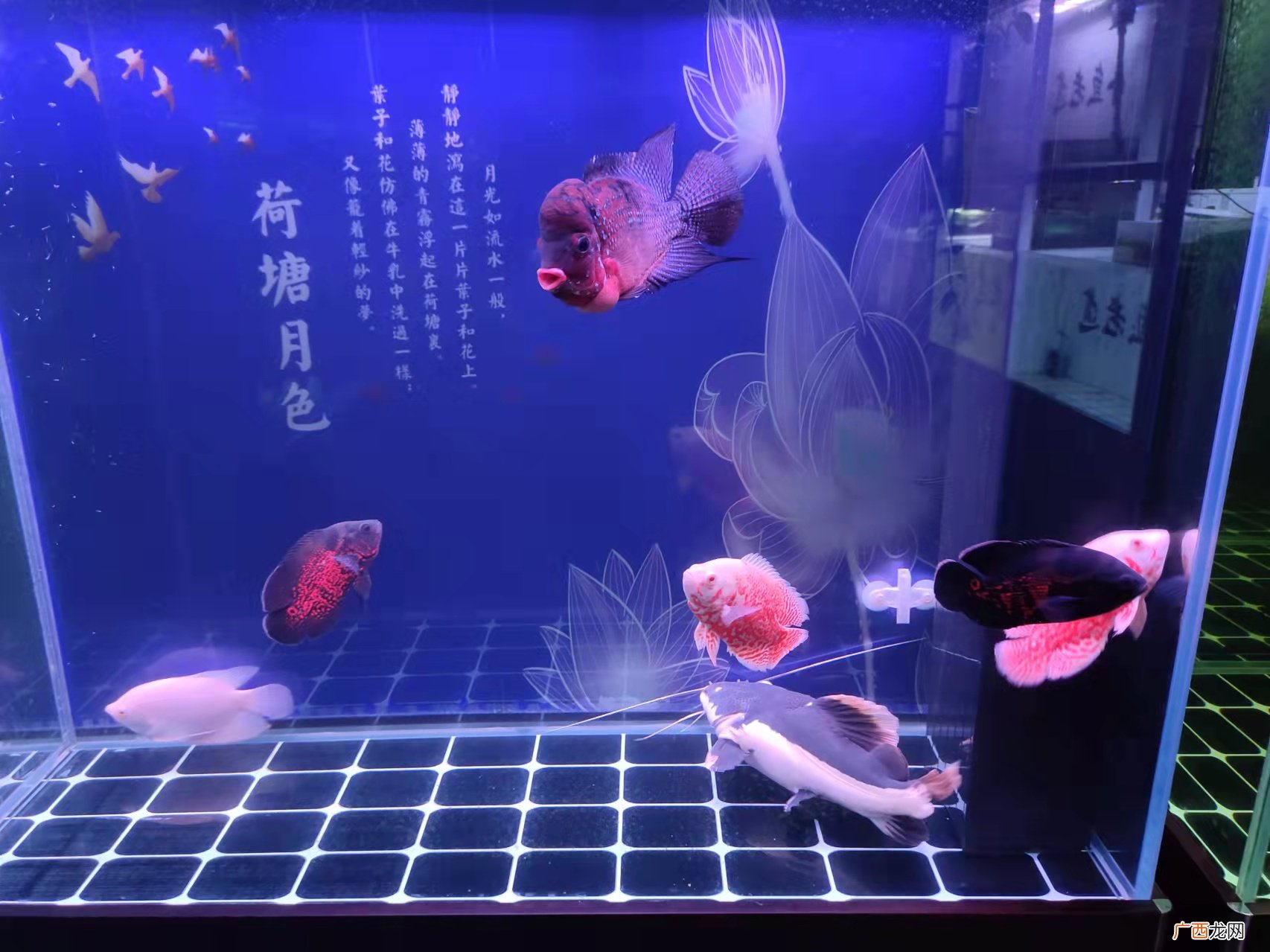 鱼缸水雾蒙蒙的加硝化细菌行吗 鱼缸水发白是什么原因
