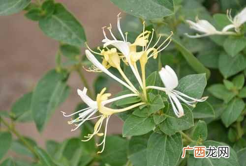 金银花的功效与作用点 金银花的功效与作用