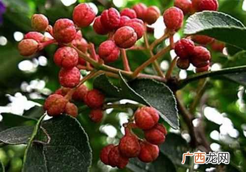 花椒粉一次吃多了有事 花椒粉经常吃对身体有害吗
