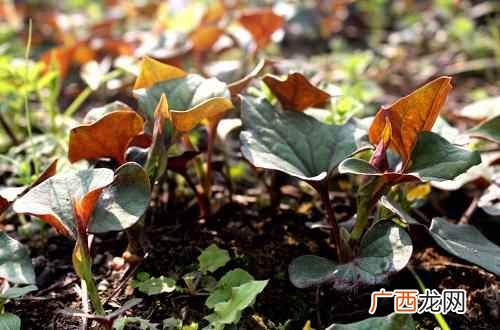 鱼腥草的功效与作用与主治 鱼腥草的功效与作用