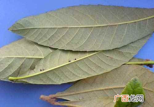 枇杷叶的功效与作用及禁忌症有啥 枇杷叶的功效与作用及禁忌症