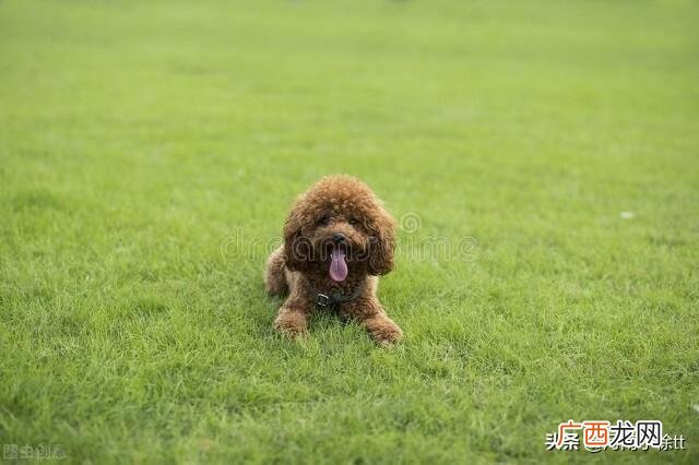 新手养泰迪犬基本知识 养泰迪狗新手注意什么事项