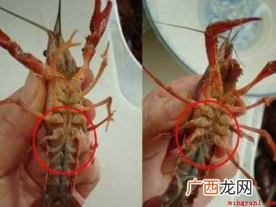 龙虾怎么分辨是公的还是母的具体操作步骤 龙虾怎么分辨是公的还是母的