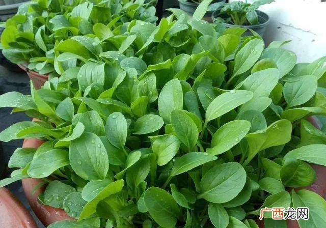 适合新手种植的六种速生蔬菜 生长期30天内的蔬菜