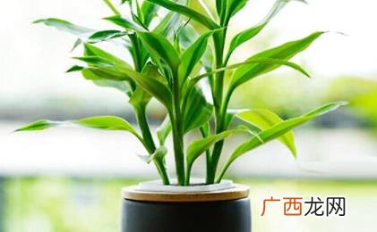 富贵竹放哪个位置比较旺财 富贵竹旺财放哪个位置