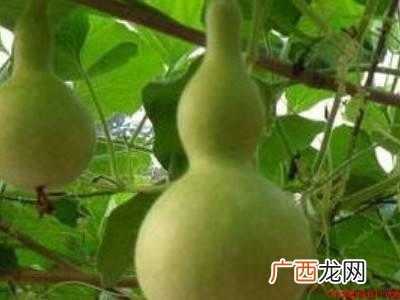 葫芦怎么做